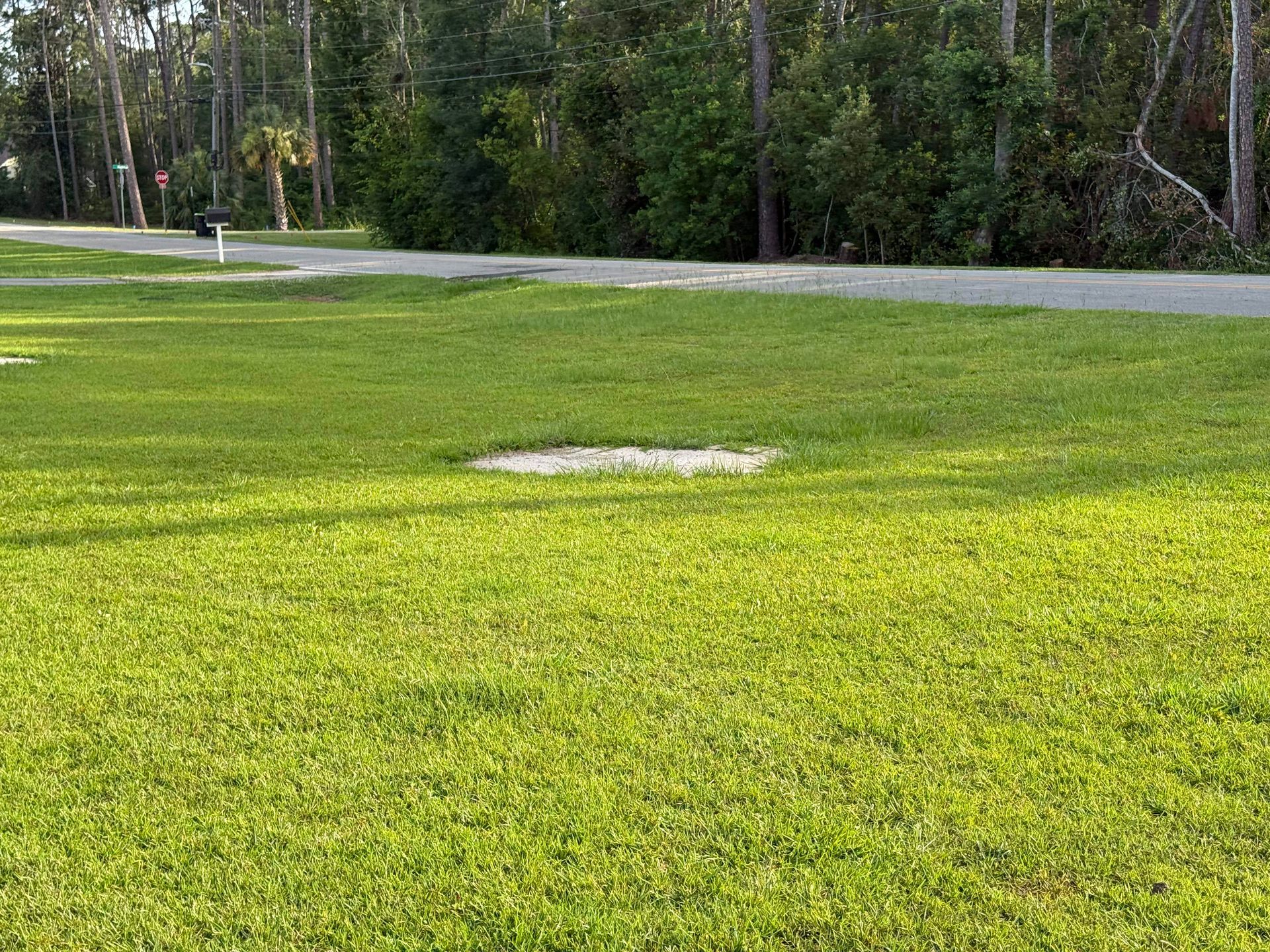 Grassy roadside clearing with a small white patch and trees in the background