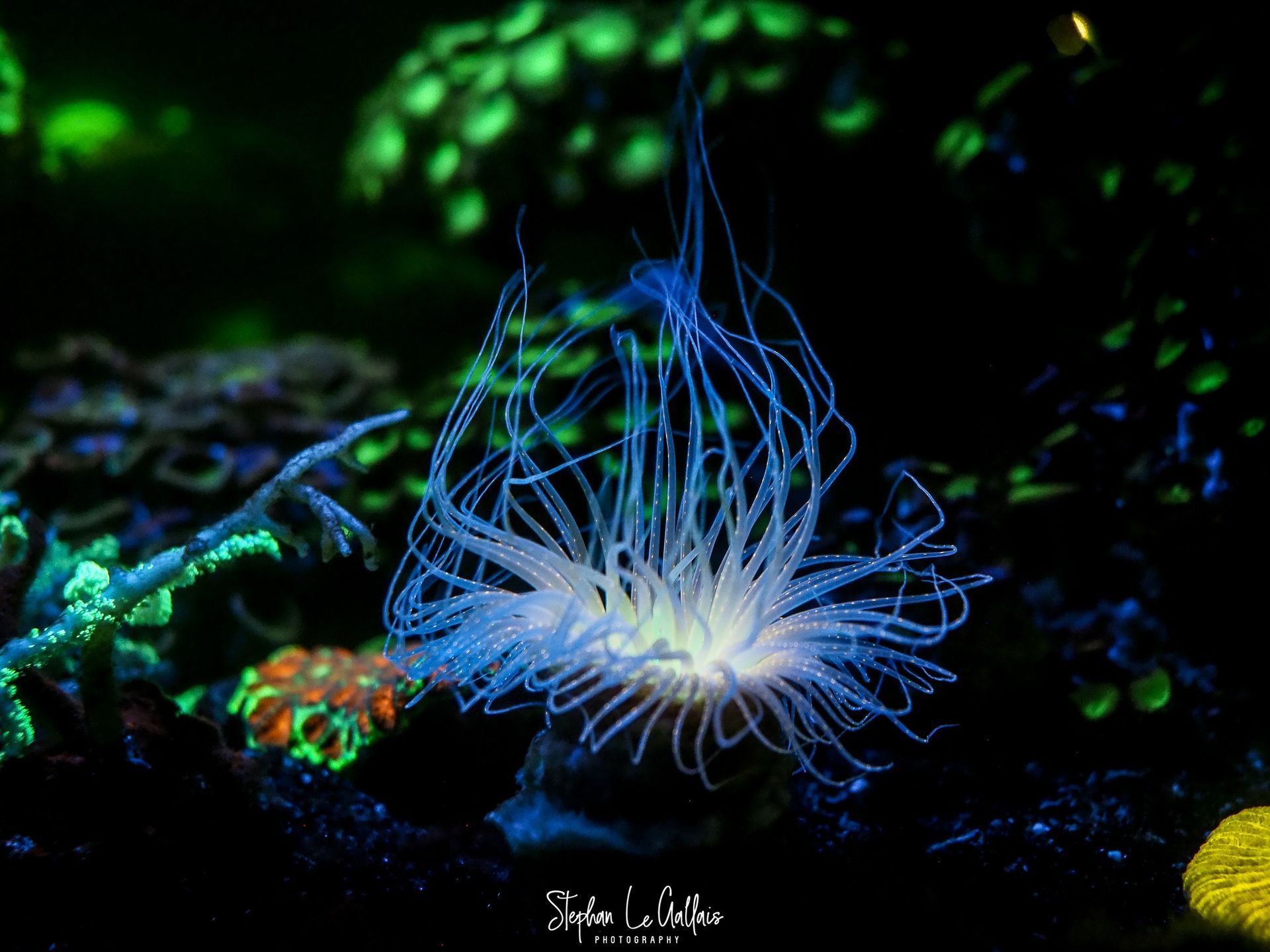 Anémone fluorescente