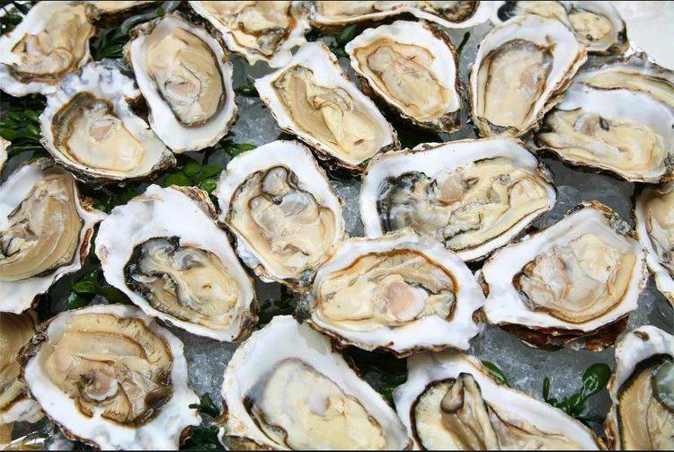 Fresh oysters on ice.