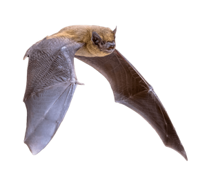 bat proofing buildings