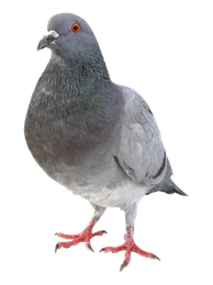 bird removal