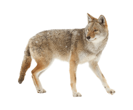 coyote removal