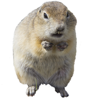 gopher experts