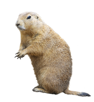 woodchuck extermination