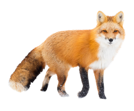 extermination of foxes