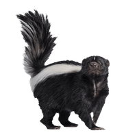 skunk elimination service