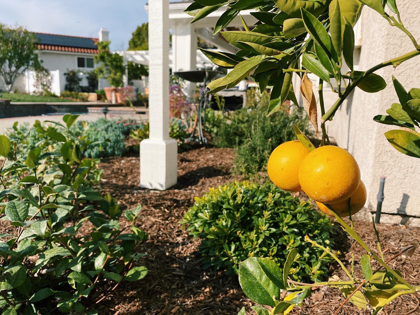 Successful Landscaping in Pacific Palisades