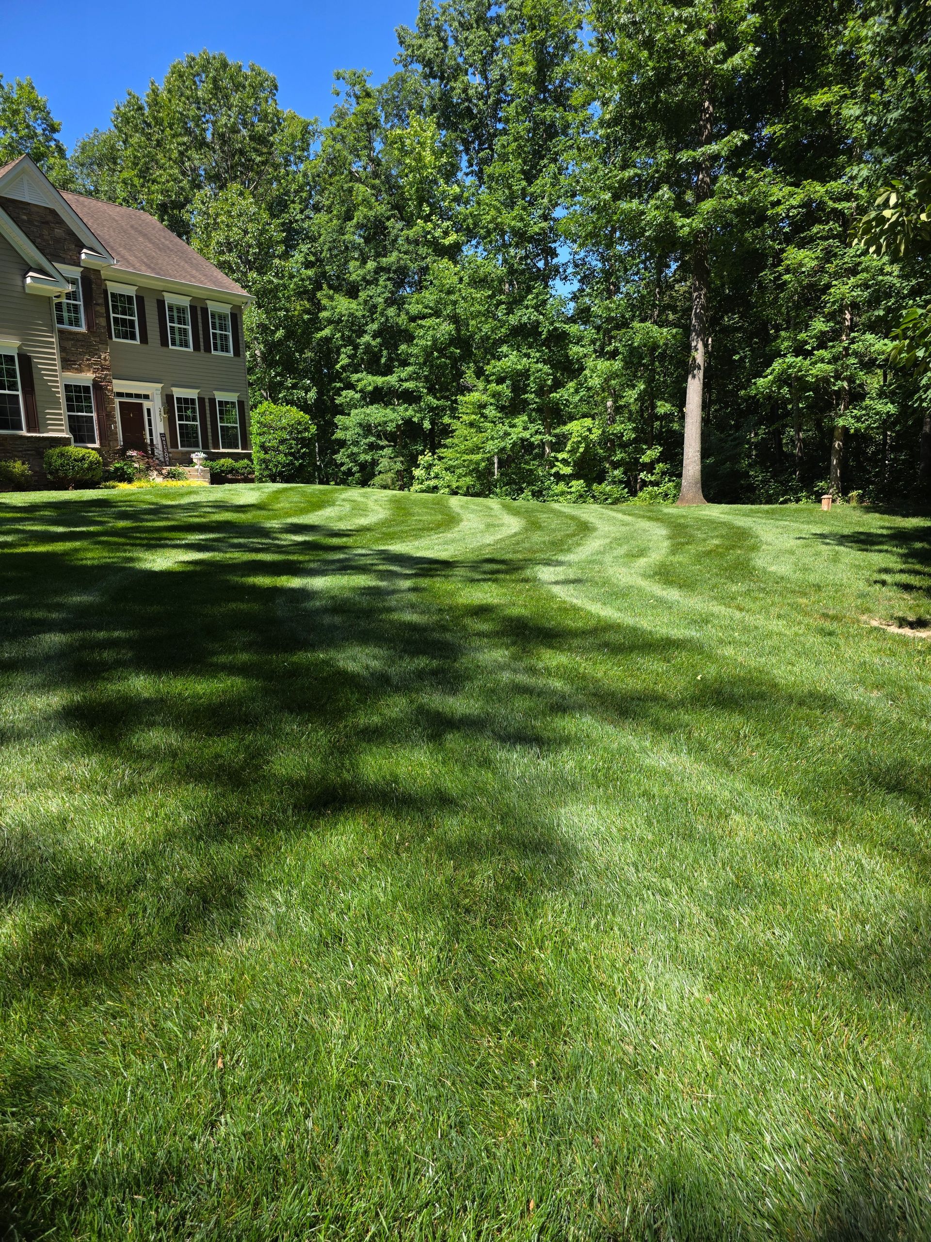 Sunny park lawn with mowed grass rows, tall green trees, and a blue sky
