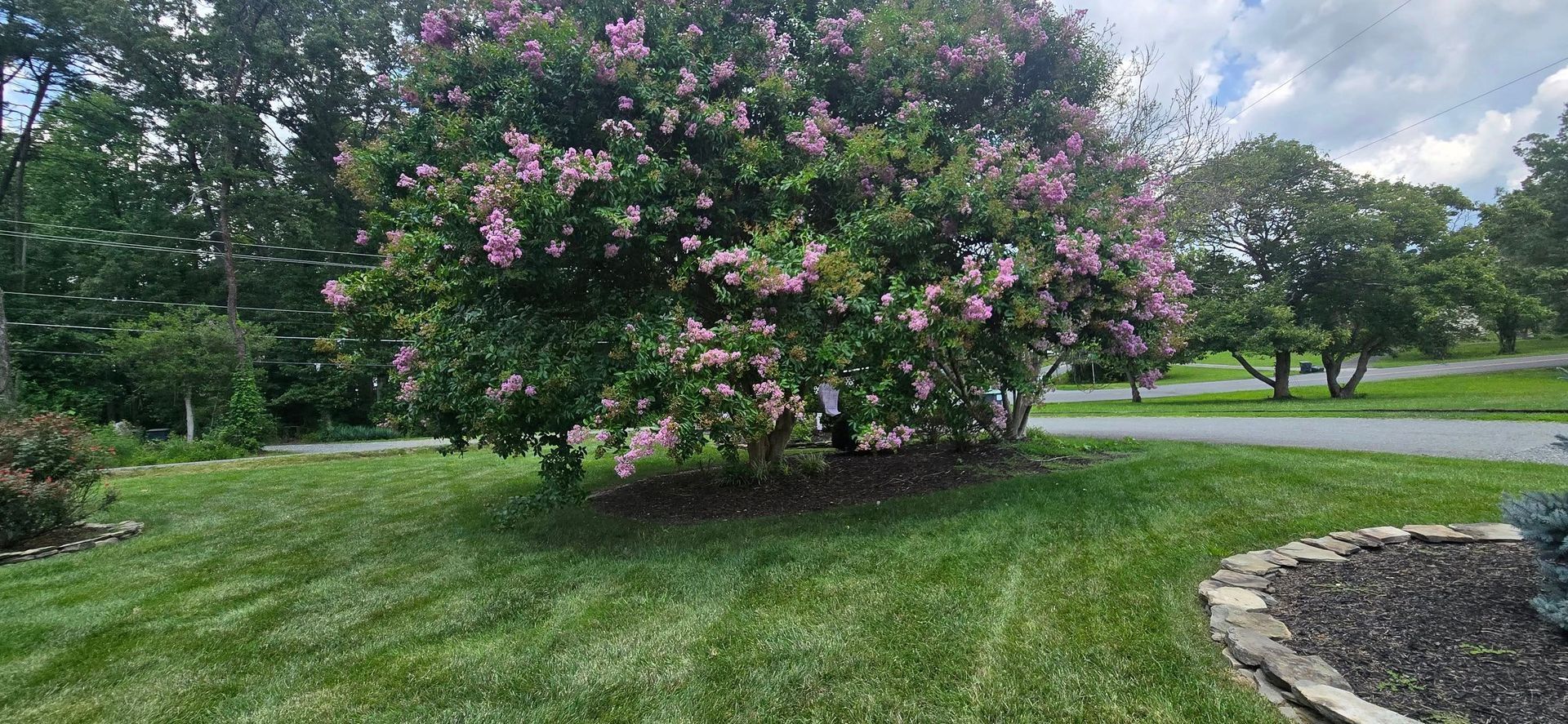 Pink flowering shrub in a green lawn beside a driveway on an overcast day