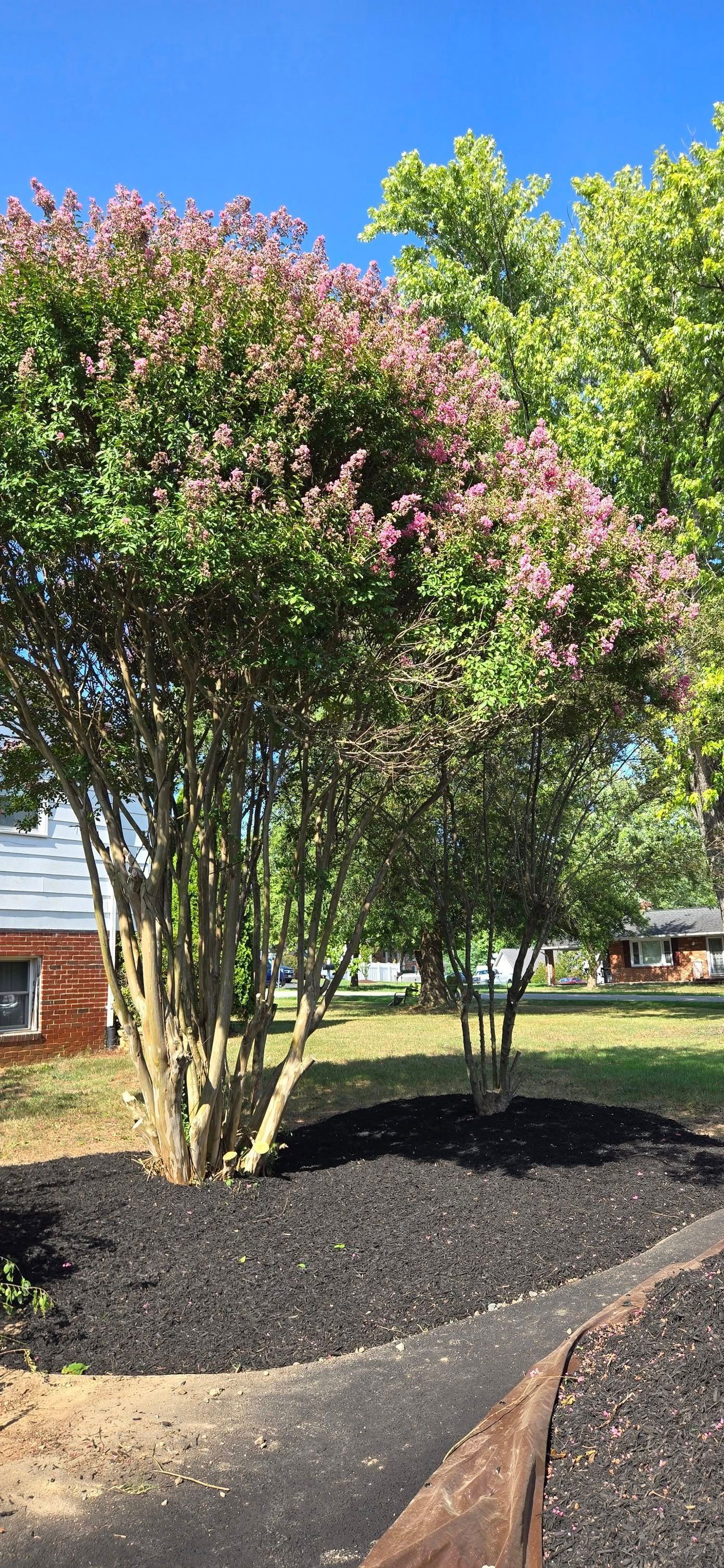 Two flowering shrubs with pink blooms beside a sidewalk and black mulch under a blue sky