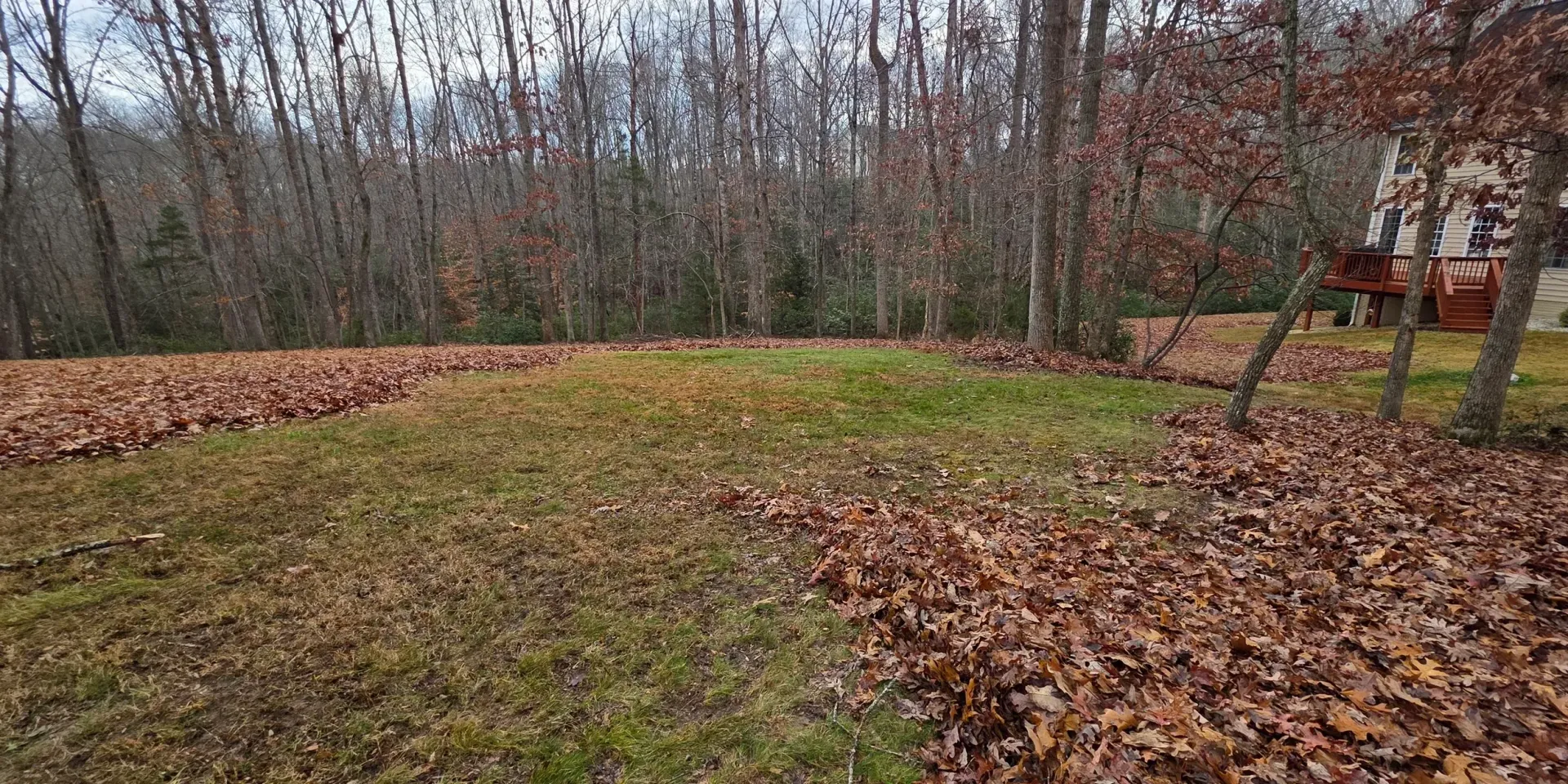 Leaf-covered backyard lawn with a grassy center, bare trees, and a red shed in the distance