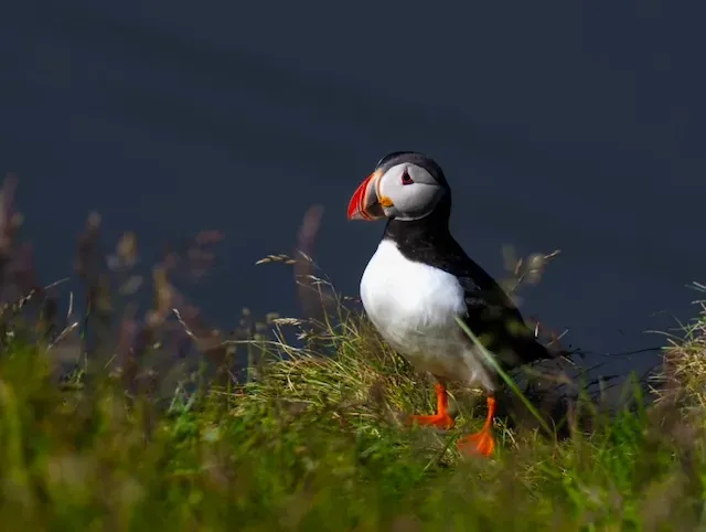 Puffin standing in grass, with a black back, white belly, orange beak, and orange feet.