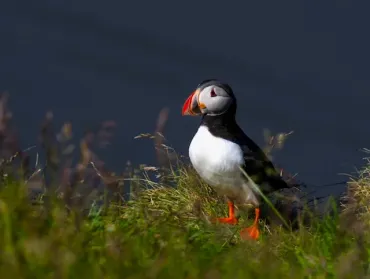 Puffin standing in grass, with a black back, white belly, orange beak, and orange feet.