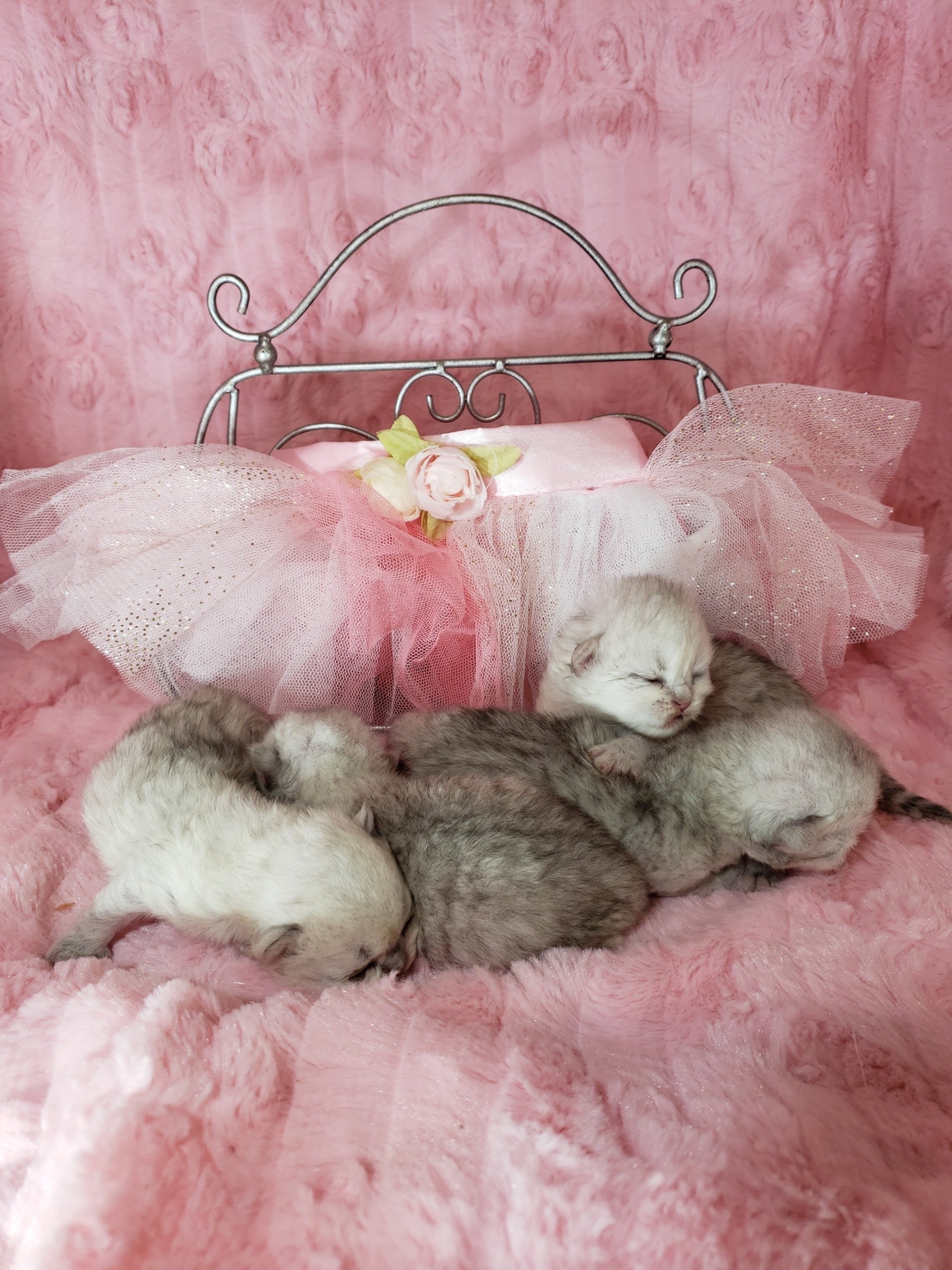 Hoobly Persian Kittens Michigan 22 - 6k7rmxh