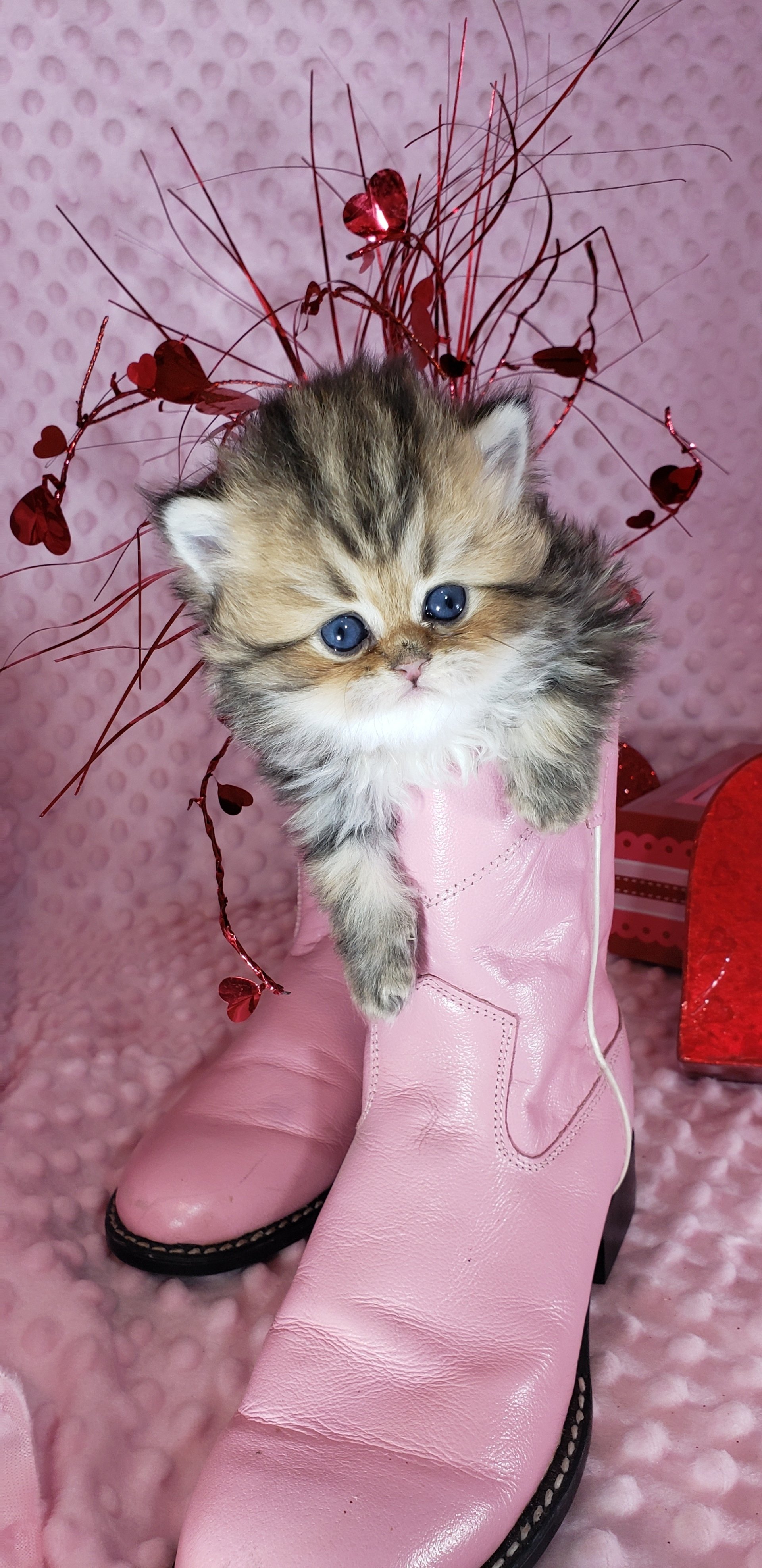 Petite Persian Kittens for Sale Persian Cat Breeder in Michigan