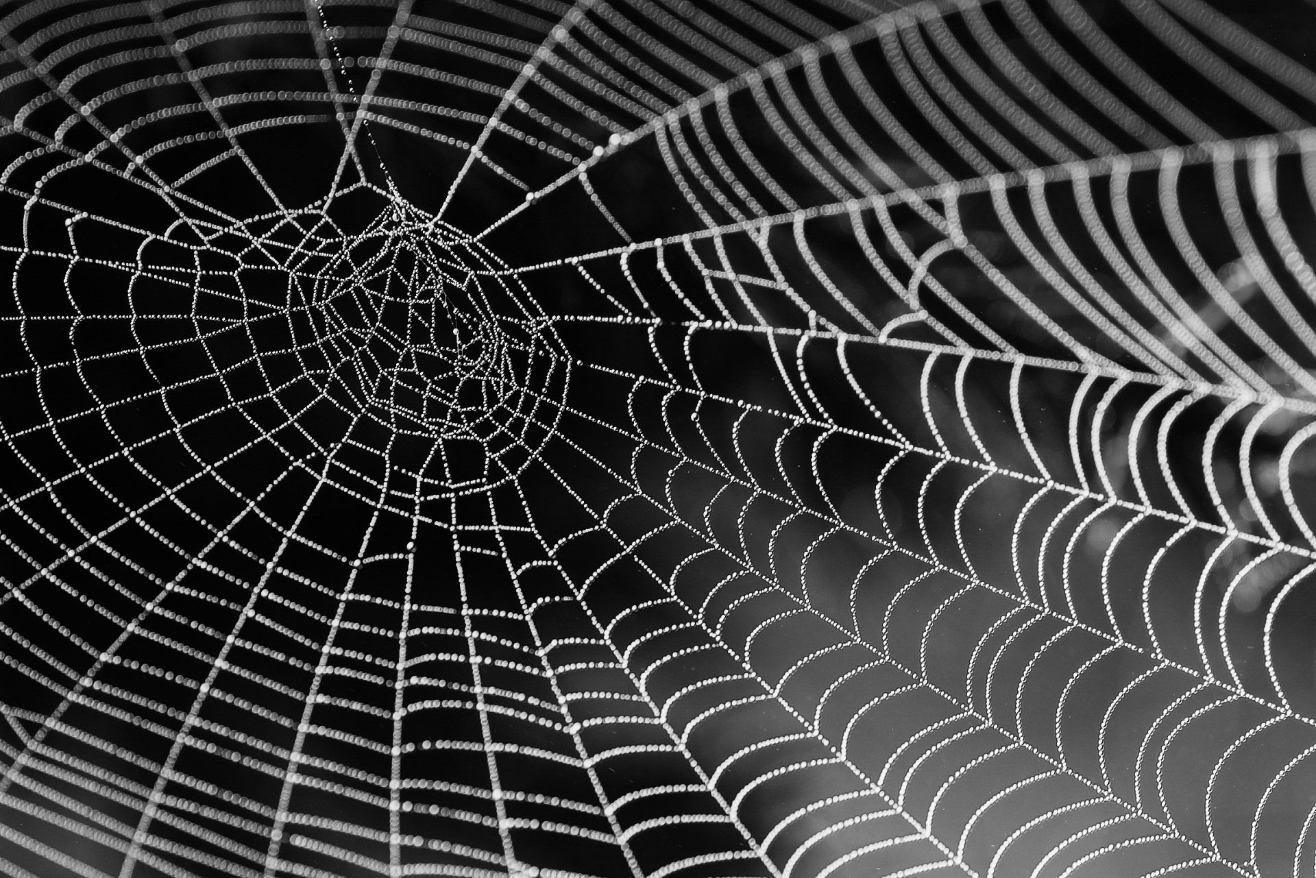 Web Design, Website, Website Build
