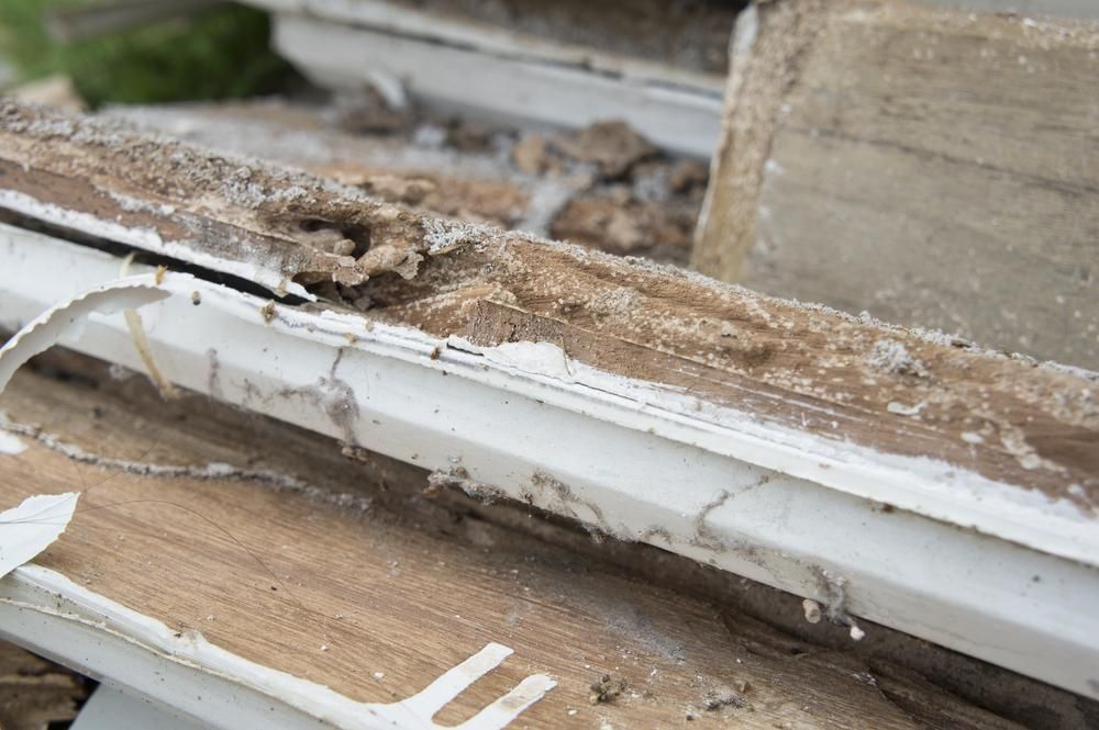 A Close Up Of A Piece Of Wood That Has Been Eaten By Termites — X-Terminate Pest Control In Imbil, QLD