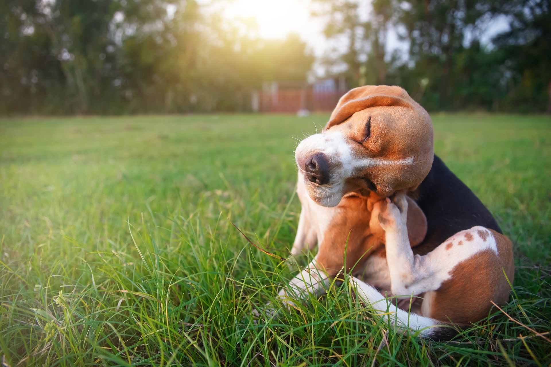 A Brown And White Dog Is Scratching Its Head In The Grass — X-Terminate Pest Control In Imbil, QLD
