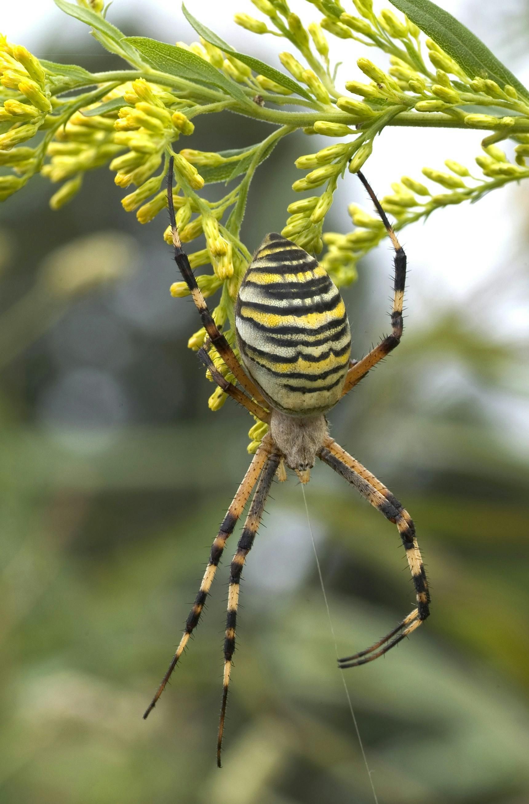 A Massive Spider On A Web— X-Terminate Pest Control In Imbil, QLD