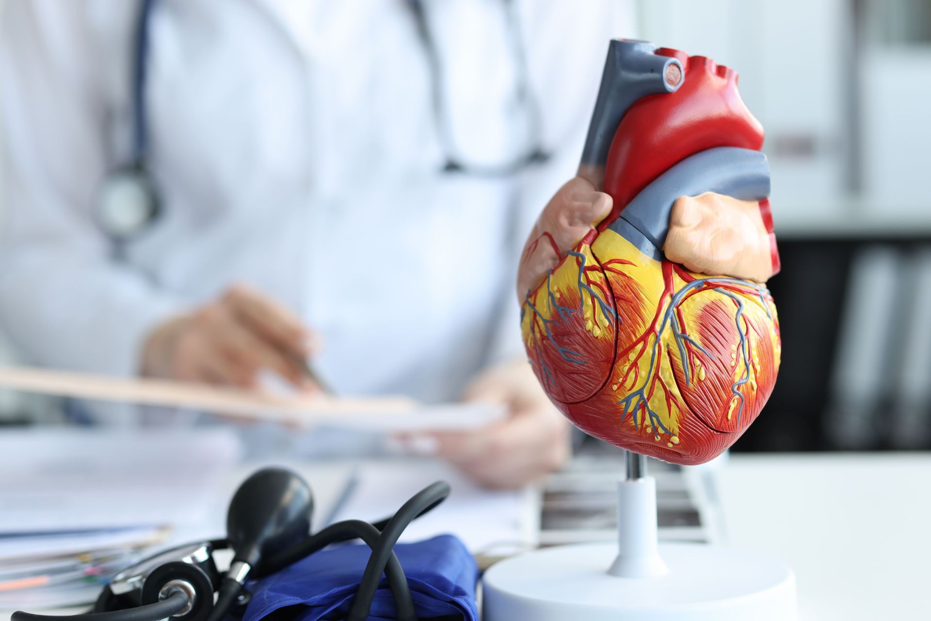 Um médico está segurando um modelo de um coração humano.