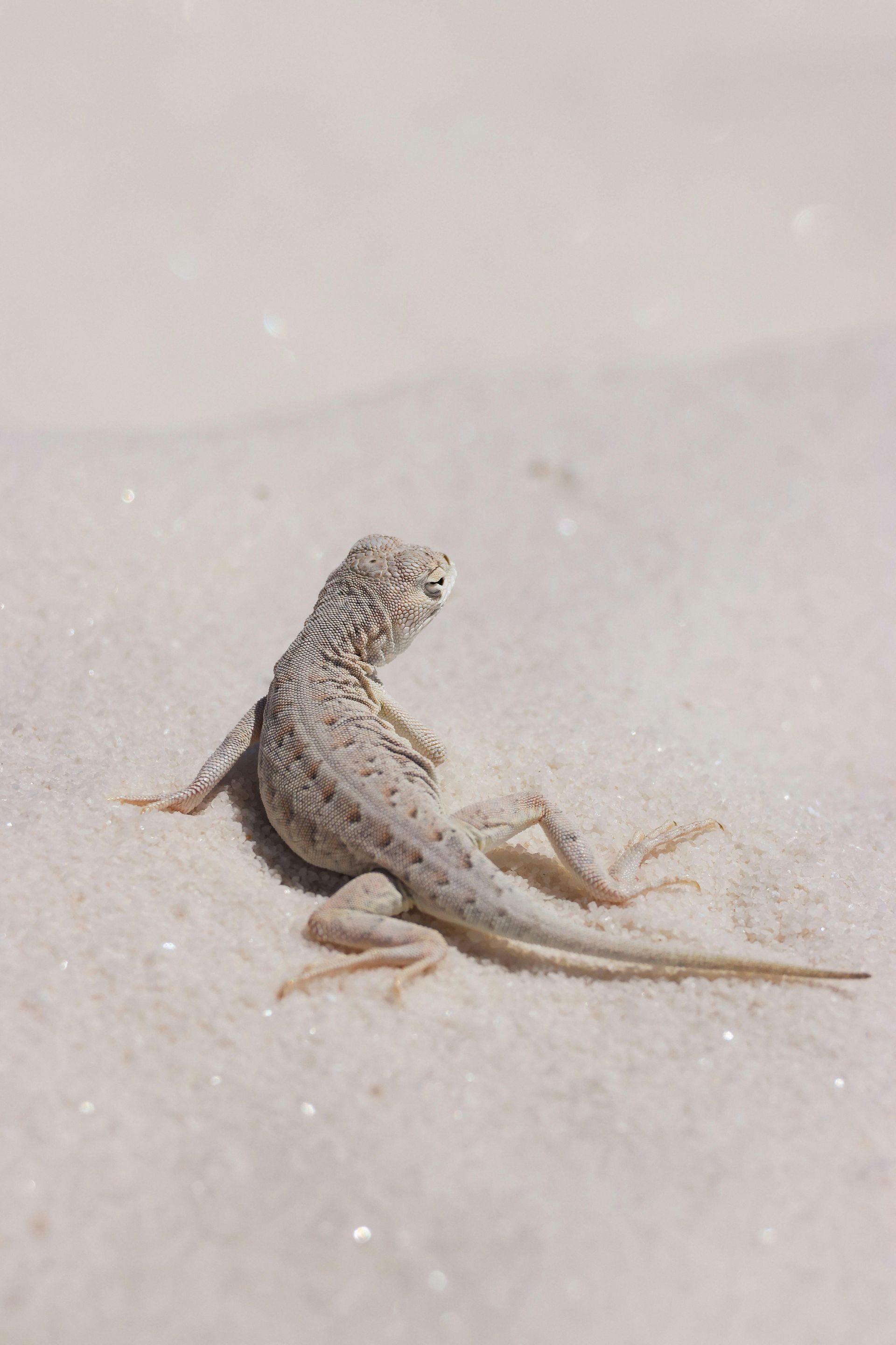 A lizard is sitting on top of a sandy beach.