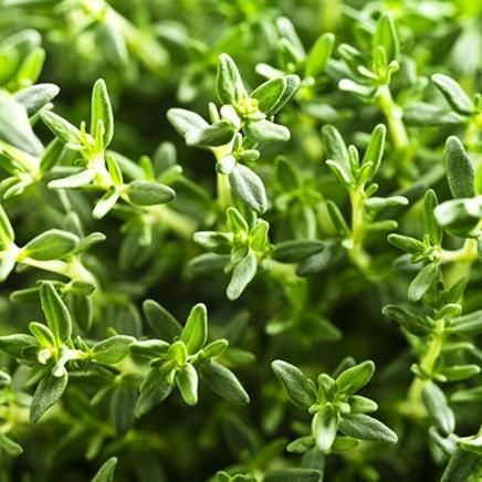 沉香醇百里香精油