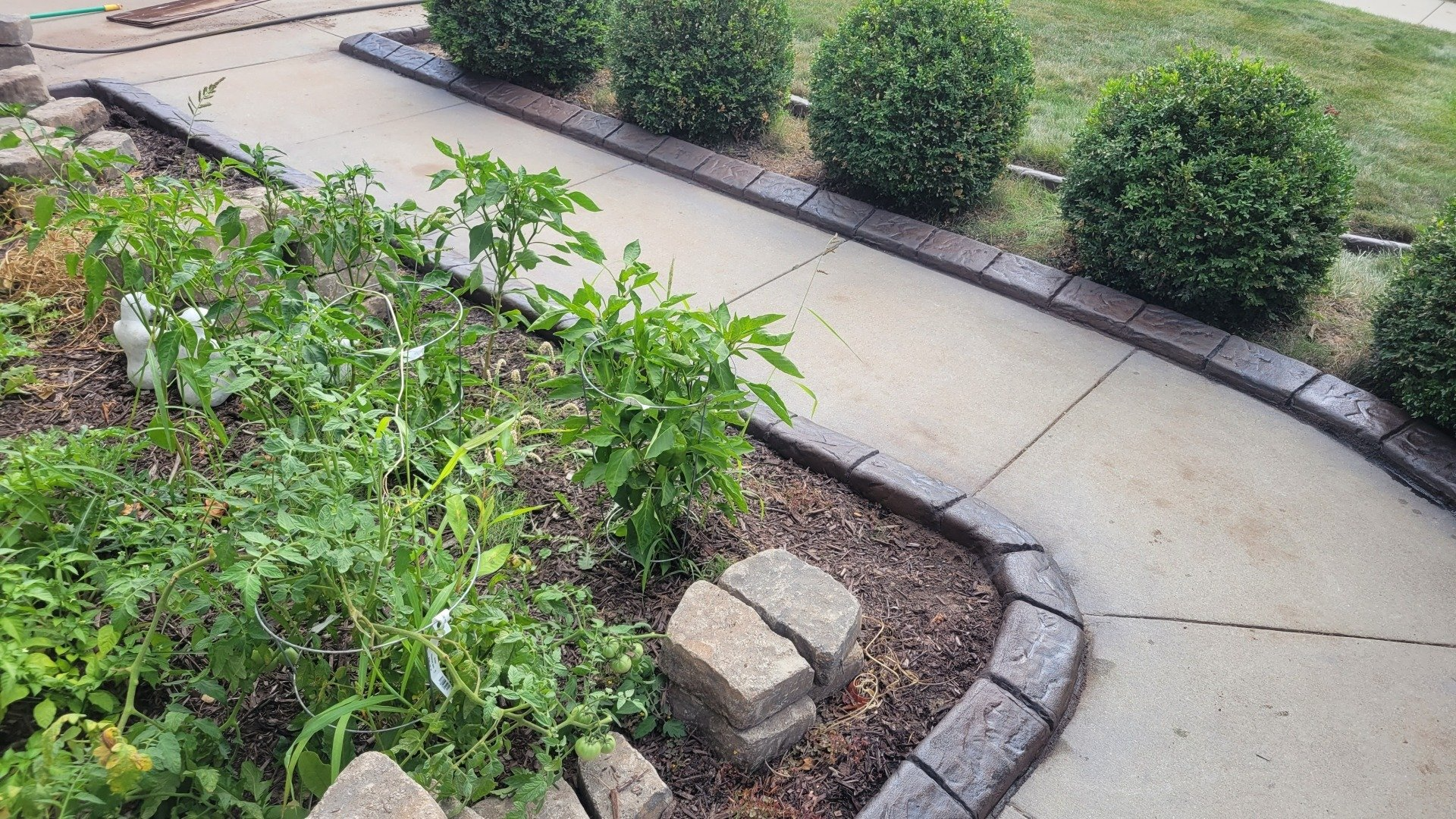 Curved concrete garden path beside shrubs and green plants, bordered with stone edging and mulch