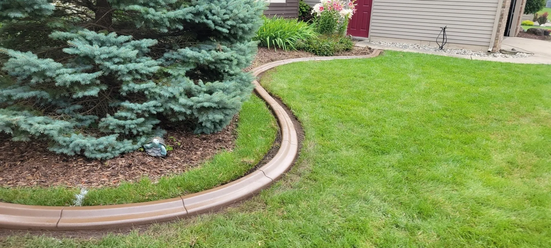 A curved, concrete garden edging separates a mulch-filled evergreen bed from a green lawn in a suburban yard.