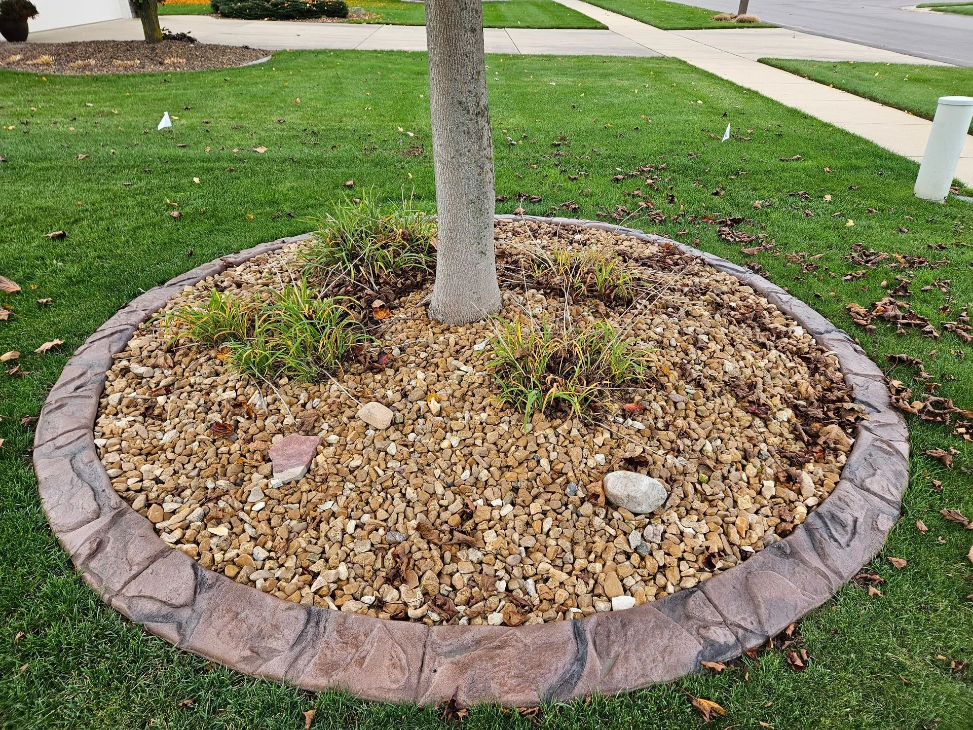 A circular tree ring with decorative concrete edging, filled with brown mulch and a few small shrubs, set in a green lawn.