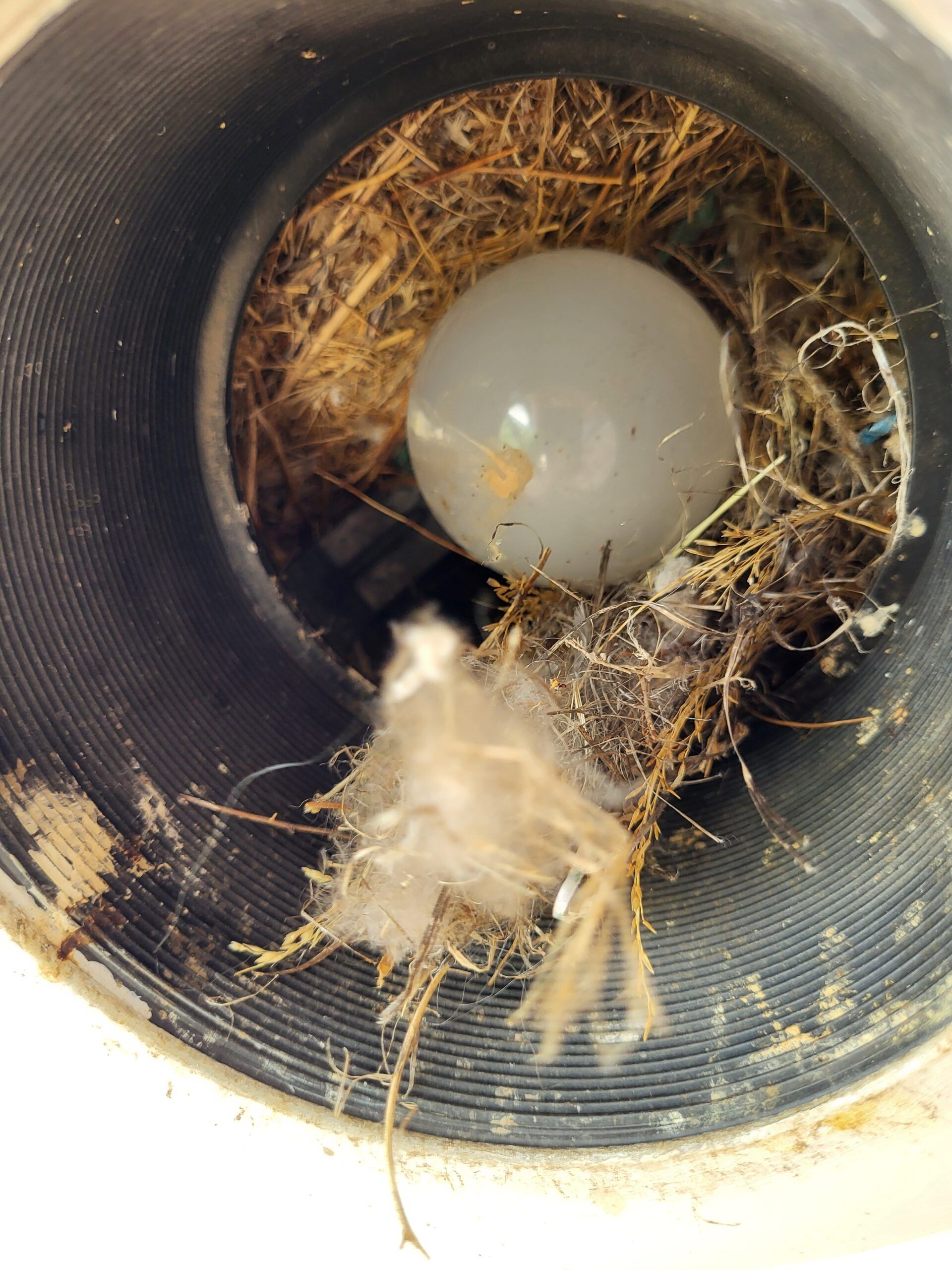A Guide to Deterring Birds from Nesting and Perching on Commercial Lighting