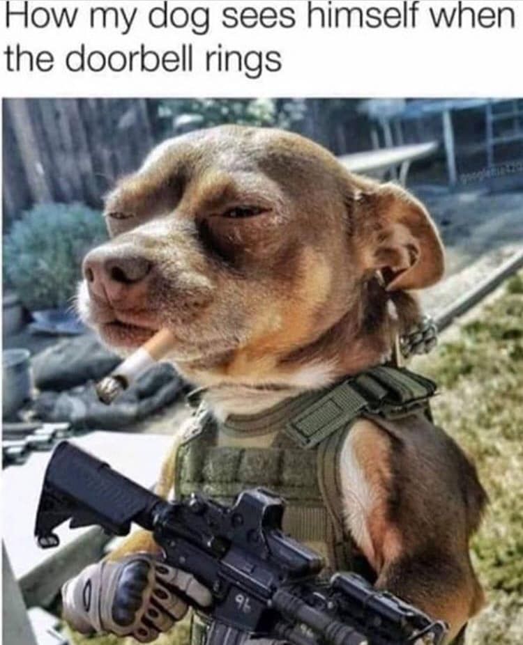 Dog dressed as a soldier 