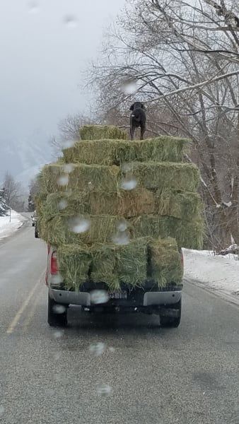 A truck is carrying a large stack of hay bales.