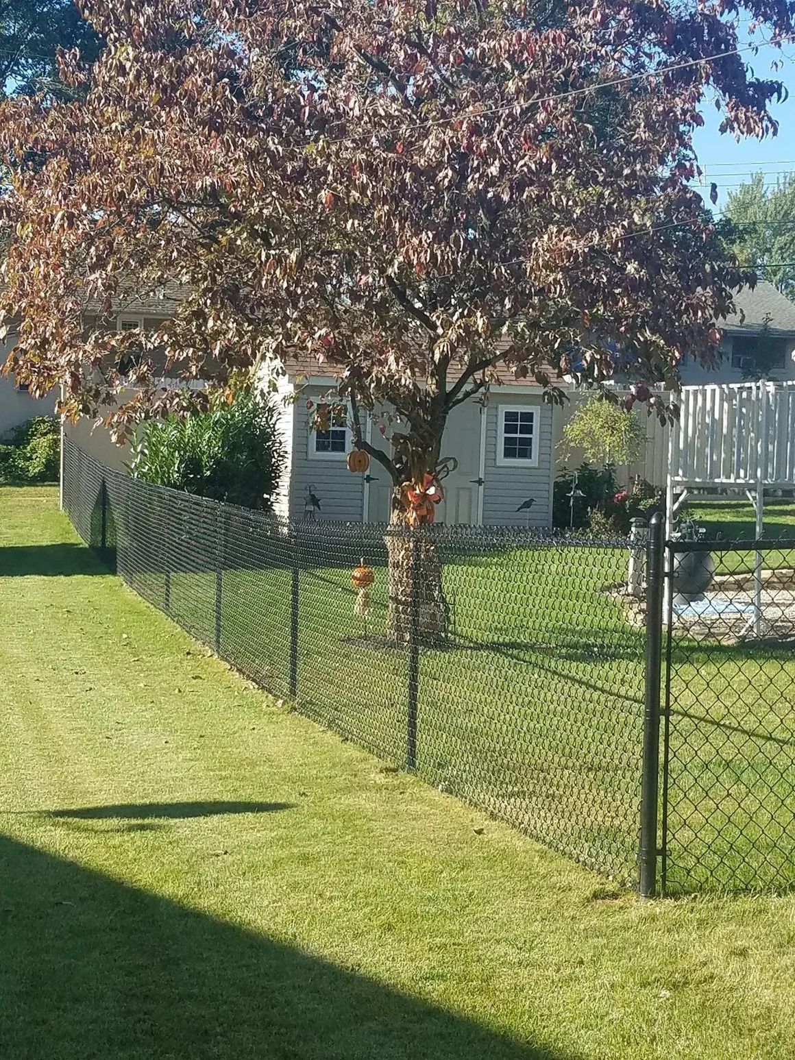 A large tree with copper-colored leaves stands in a grassy yard behind a black chain-link fence and a small grey house.