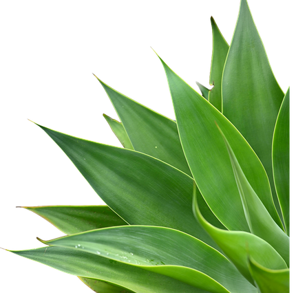 Green succulent leaves against a white background