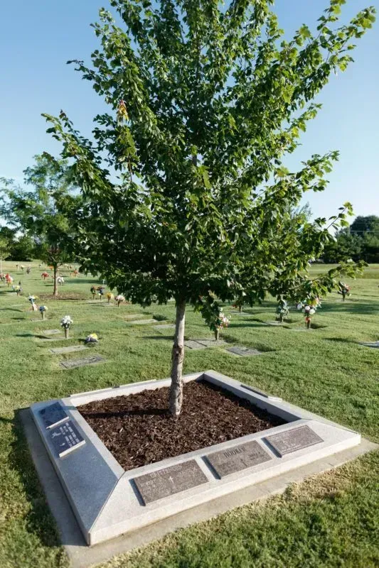 Young tree planted in a memorial garden bed with engraved stone markers on a grassy field.
