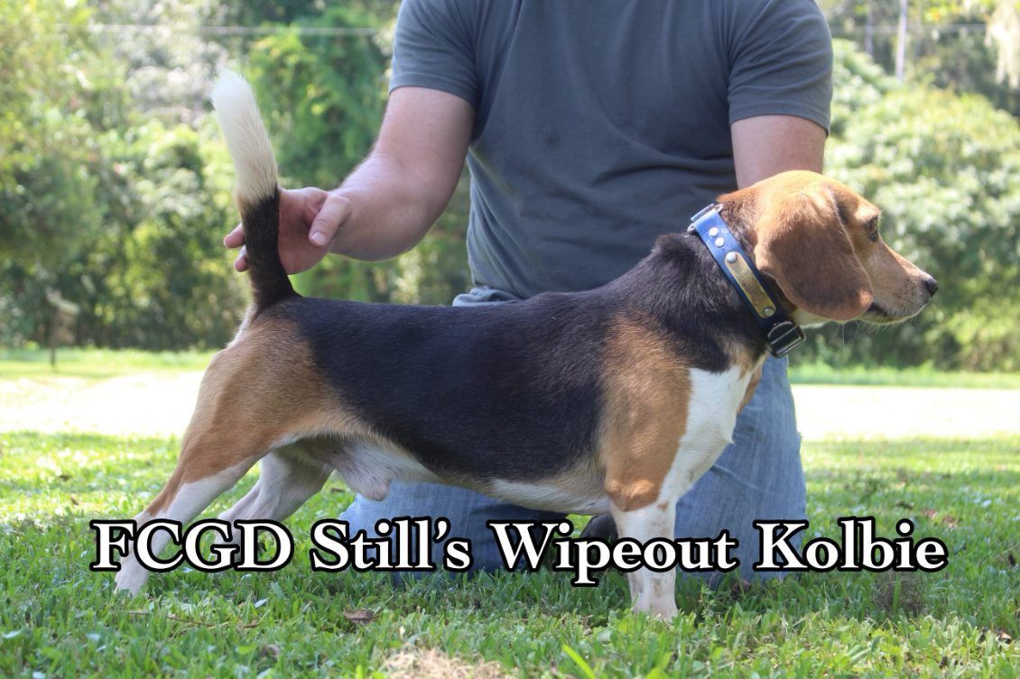 A man is kneeling down next to a beagle in the grass.