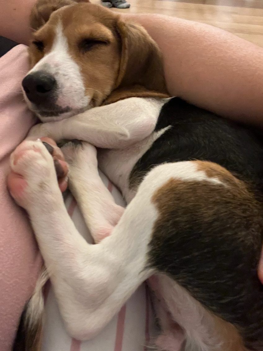 A brown and white dog is laying on a person 's lap.