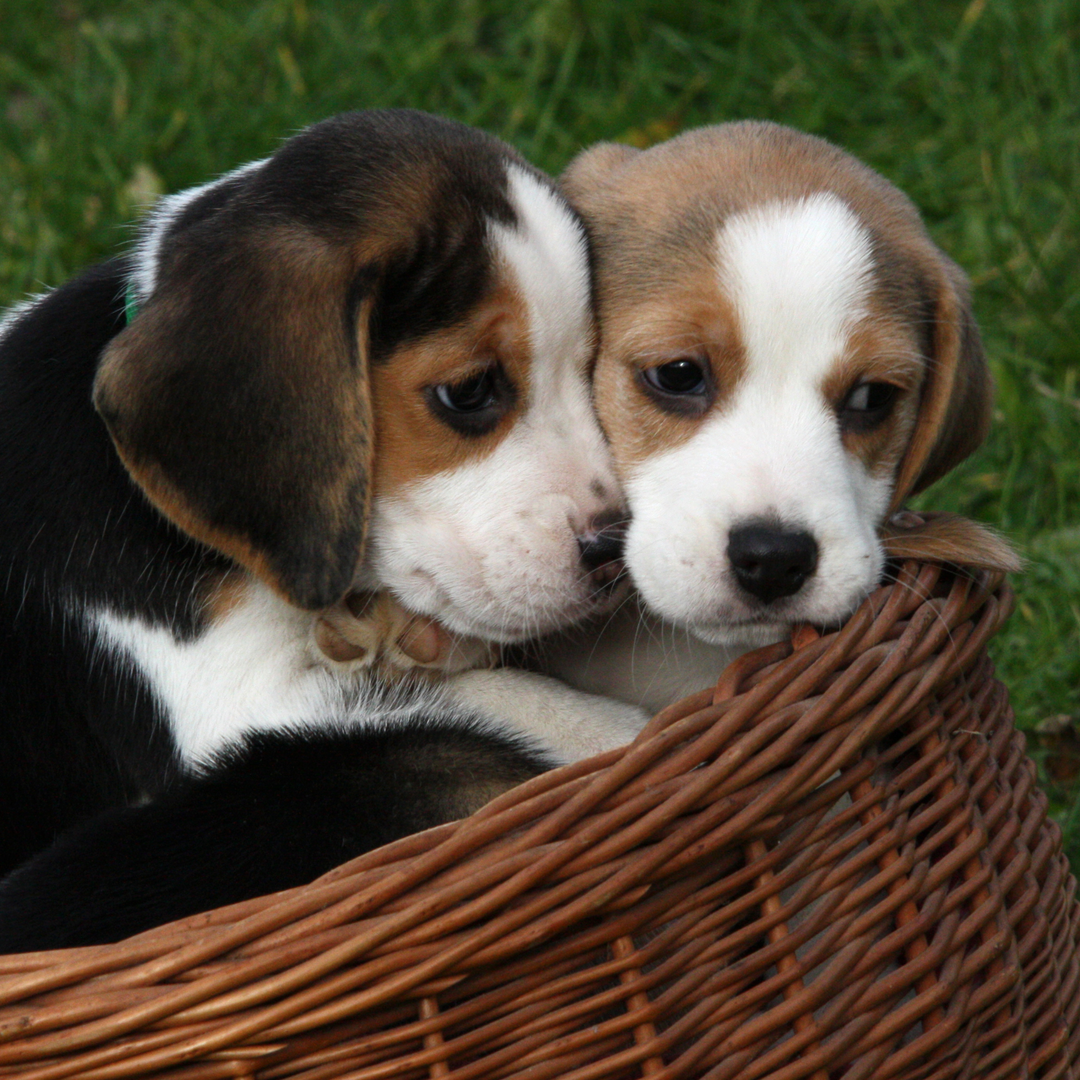 Two beagle puppies are sitting in a wicker basket