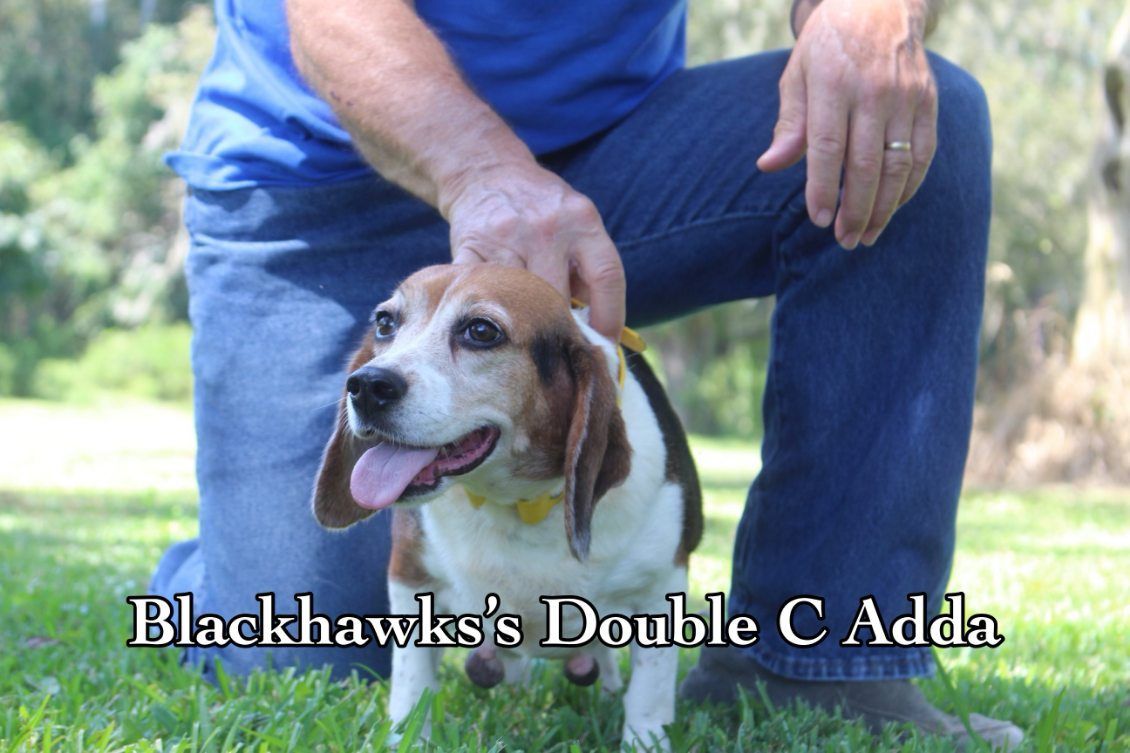 A man is kneeling down next to a beagle named blackhawk 's double c adda