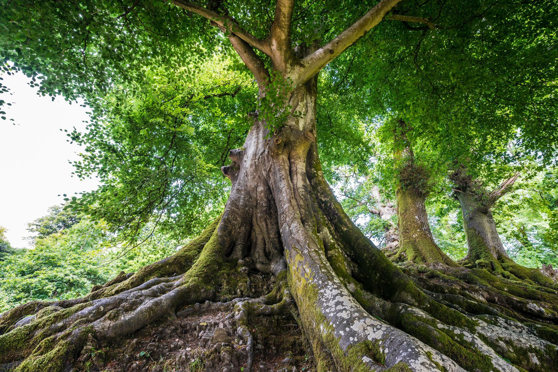 Deeply rooted ancient tree