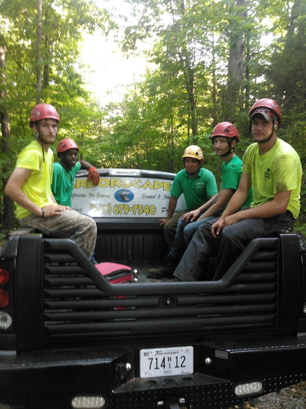 Arborists Tree Team at Work