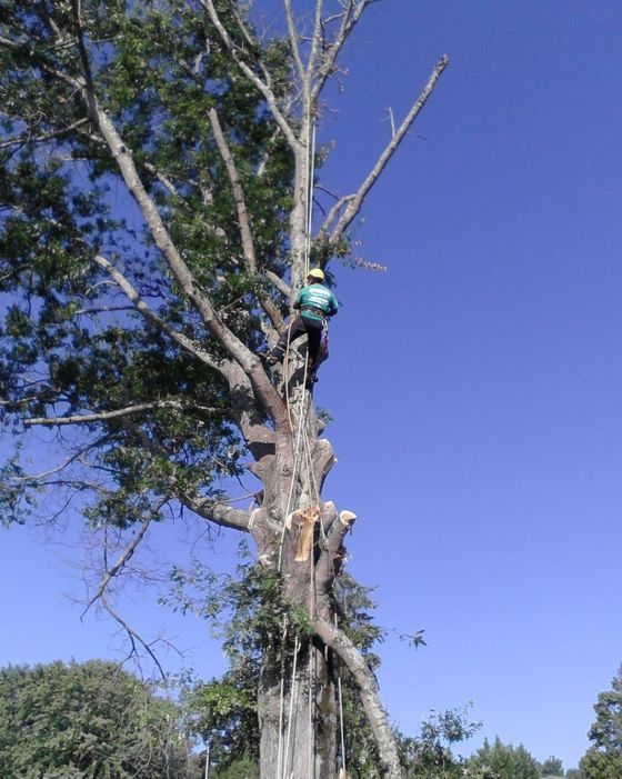 Tree Trimming Work