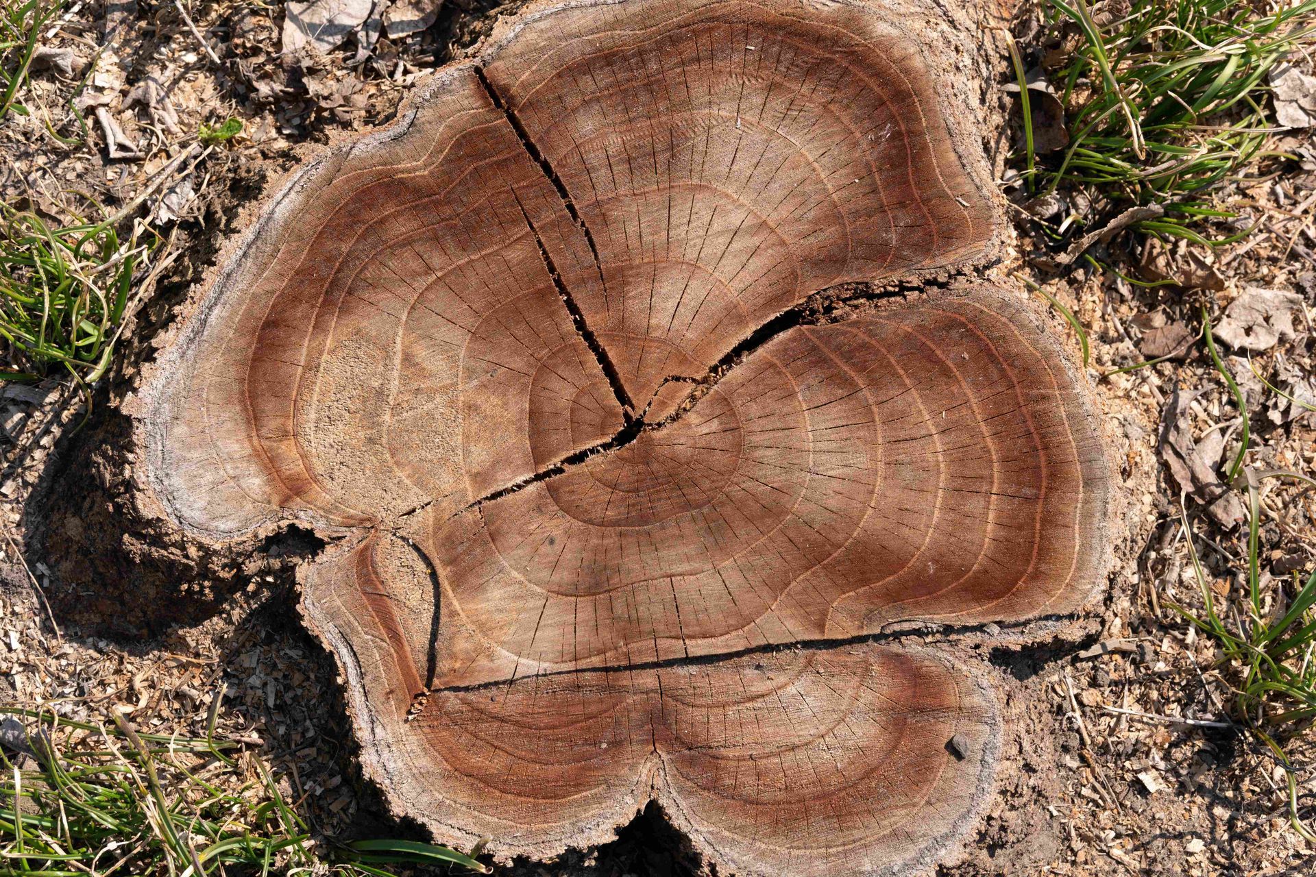 Close-up overhead view of a freshly cut tree stump showing visible growth rings surrounded by grass