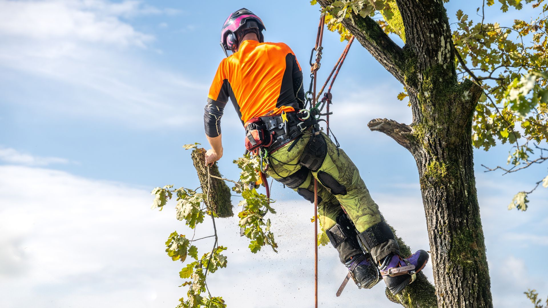 A skilled logger in protective clothing expertly trimming an oak tree using specialized equipment