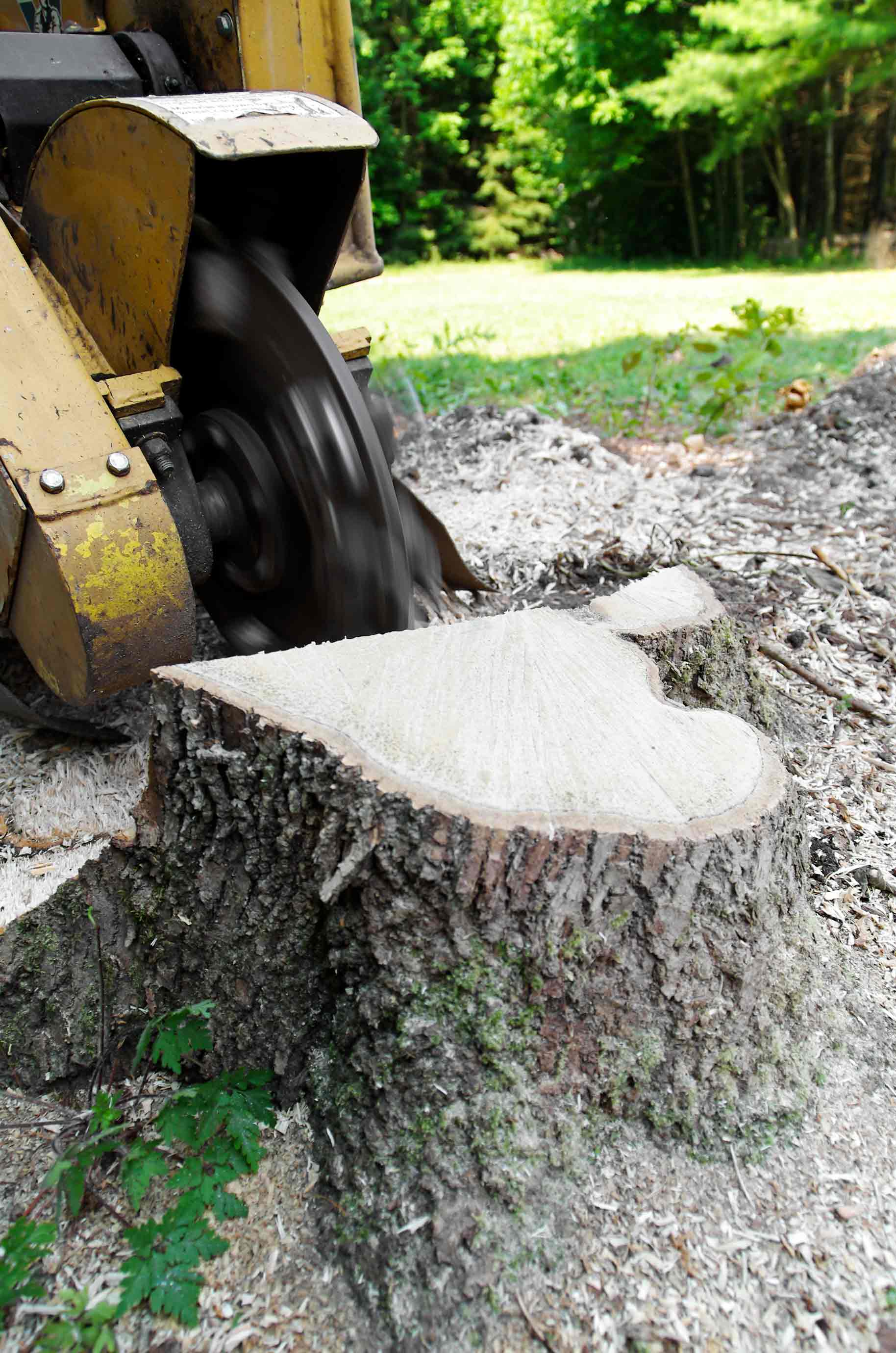 Removing The Root Of The Tree — Maryville, TN — Arborscapes Tree Service