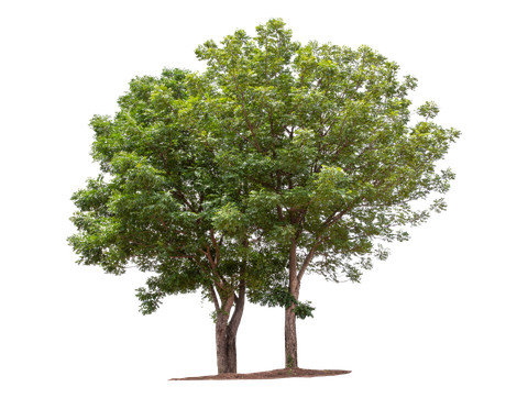 Two Trees