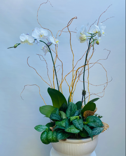 White orchids with green foliage in a cream pot, accented by thin, golden branches.