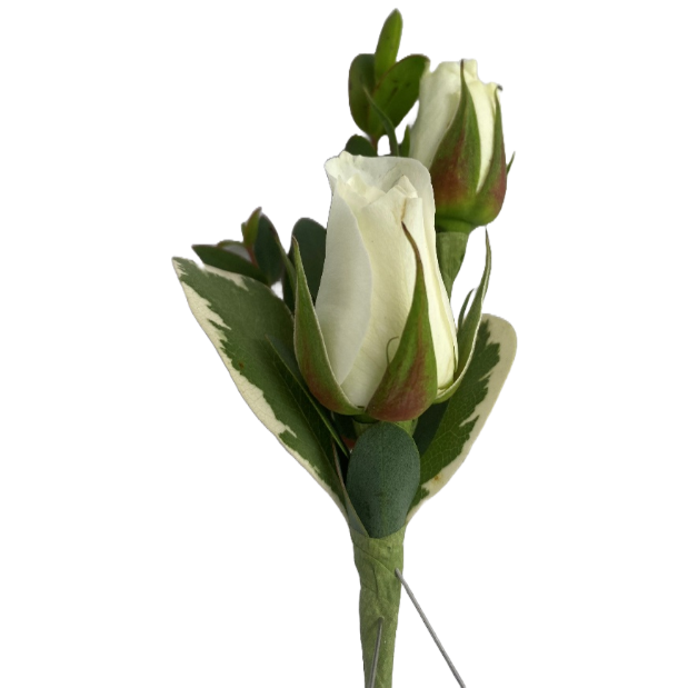 Two white rose buds with green leaves and stems.