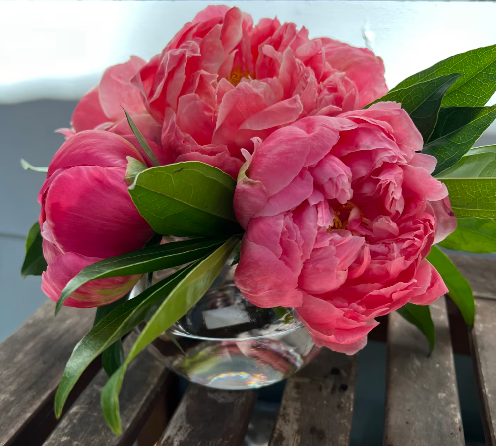 Pink peonies in a clear glass bowl on a wooden surface, with green leaves.