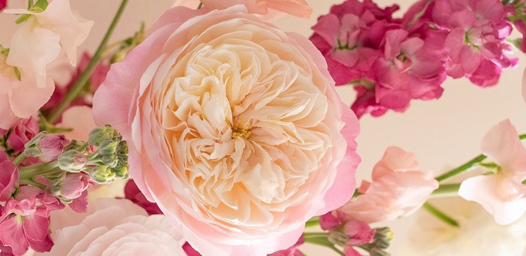 Premium Flowers for Your Valentine: Elizabeth's Garden Shop
